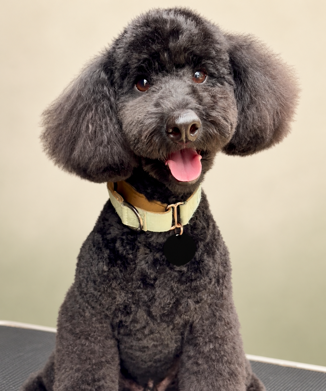 Black dog with a rounded teddy-style face, from Macedon Coat Studio's existing grooming gallery